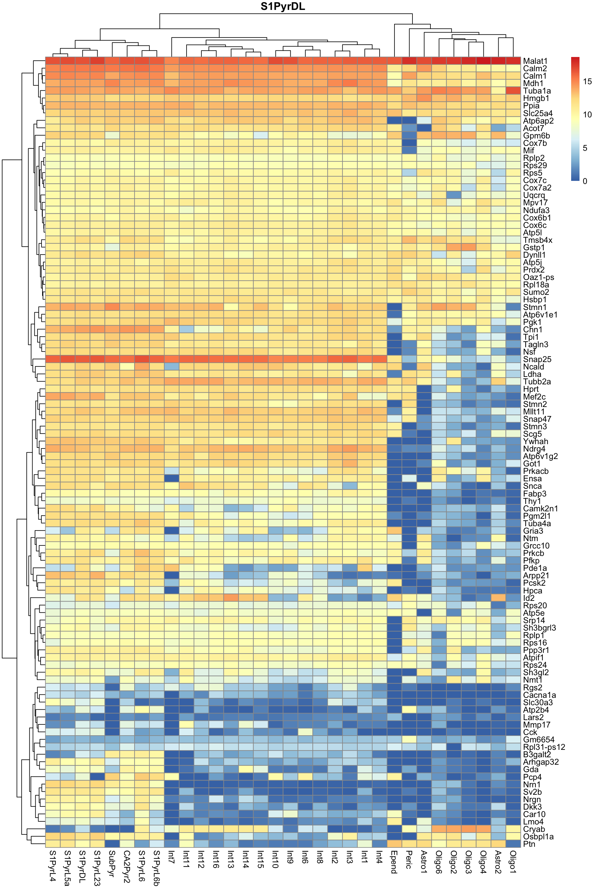 Heatmap of log-expression values in the Tasic dataset for all marker genes upregulated in the most frequent label from the Zeisel reference dataset.